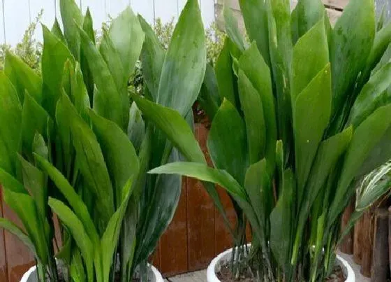 植物百科|耐寒的花卉盆栽有哪些
