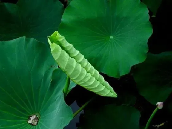 不开花|荷花为什么不开花 不开花原因及解决方法