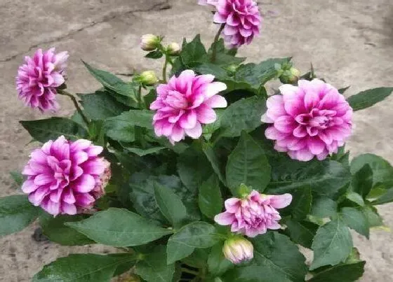 植物种类|牡丹是裸子植物吗