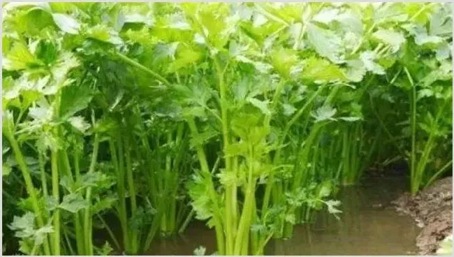 大棚夏季水芹种植技术 | 耕种资料