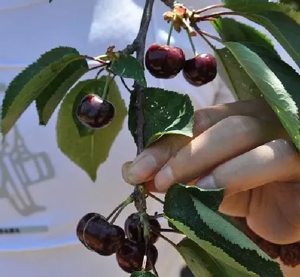 植物发芽|樱桃籽怎么发芽 种子怎么种植才能发芽快