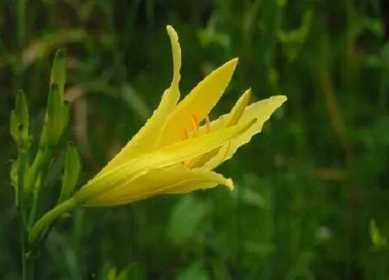 花期|萱草花期是什么时候