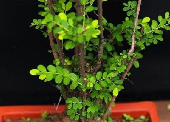 植物排行|赤楠什么品种最好