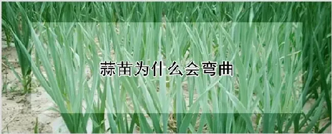 蒜苗为什么会弯曲 | 种植技术