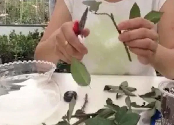 植物扦插|玫瑰几月份扦插最好