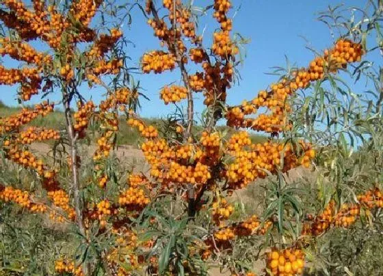 植物香味|沙棘是什么味道的