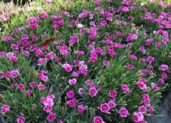植物百科|石竹花是一年生还是多年生植物 能生长活几年