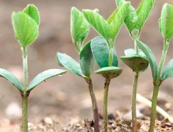植物发芽|樱桃籽怎么发芽 种子怎么种植才能发芽快