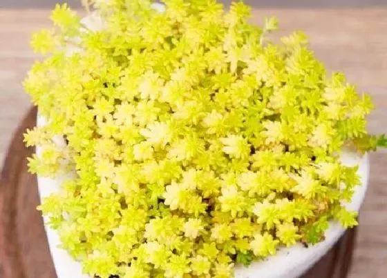 植物繁殖|黄金万年草怎么繁殖方法和注意事项