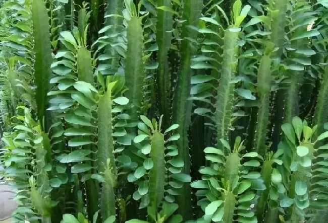 花卉风水|不懂风水的人养龙骨的危害（家里养龙骨对风水影响好吗）