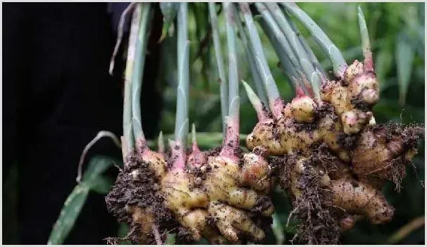 南方地区生姜的高产种植技术讲解 | 种植资料