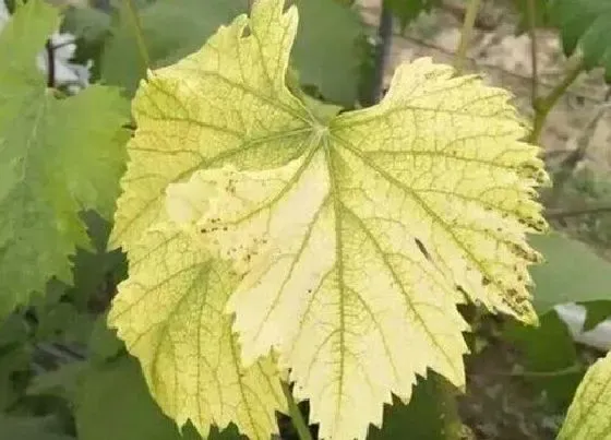 植物病害|葡萄黄叶病的病因及防治方法