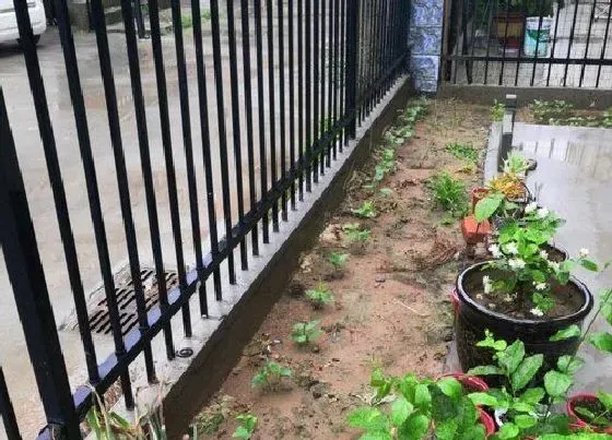 种植管理|眉豆几月份种植合适