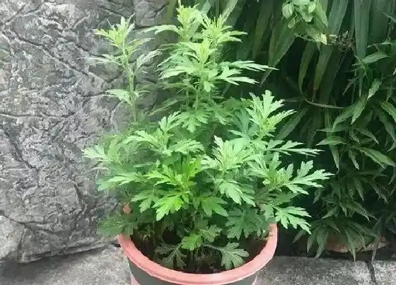植物百科|艾草在农村叫什么