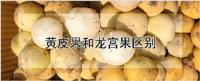 黄皮果和龙宫果区别 | 农业科普