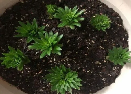 种植管理|百合花几月份种植合适
