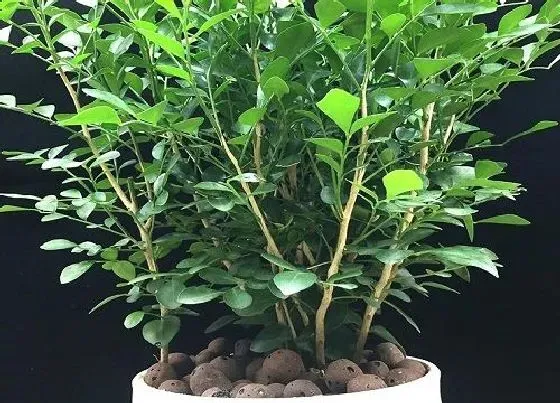 植物修剪|九里香盆景修剪最佳时间