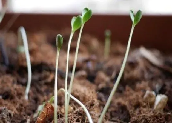 植物种类|豆芽是植物吗 属于种子植物