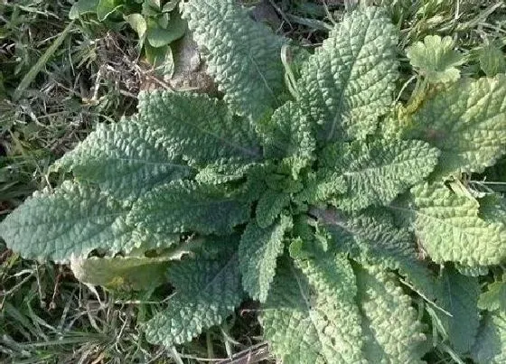 植物百科|蟾蜍草长在什么地方