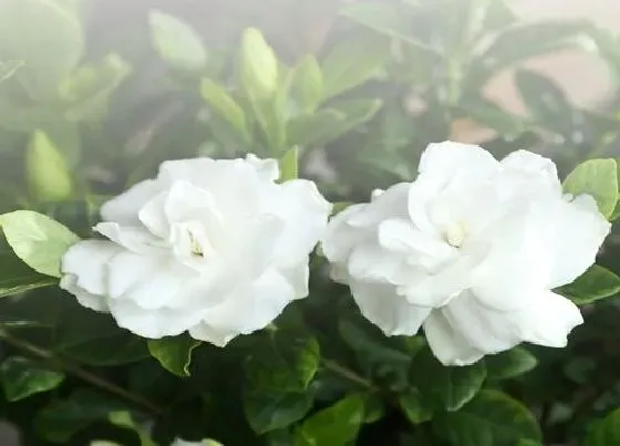 植物百科|栀子花要晒太阳吗 需要太阳光照吗