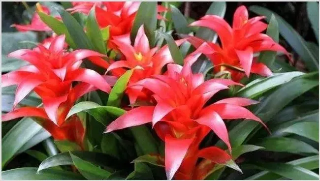 鸿运当头养殖方法和注意事项 | 自然知识