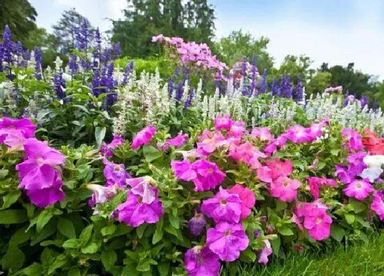 开花时间|百里杜鹃什么时候开花 花期是几月份