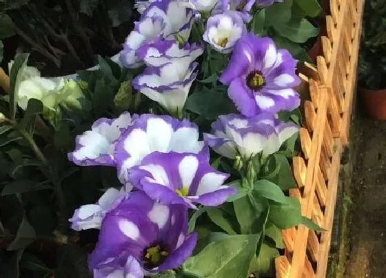 花语|不同颜色桔梗花语