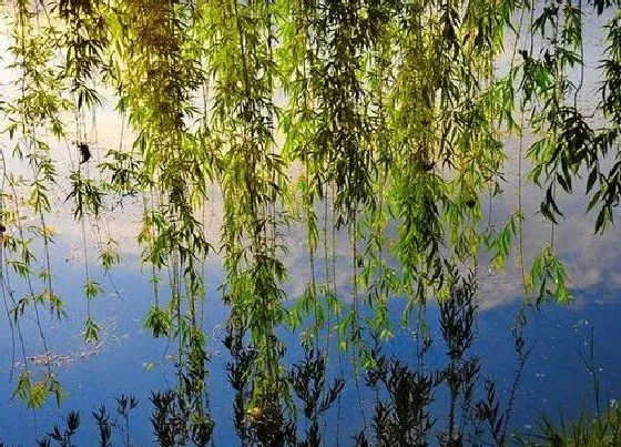 植物百科|柳树开花吗 在哪个季节开花