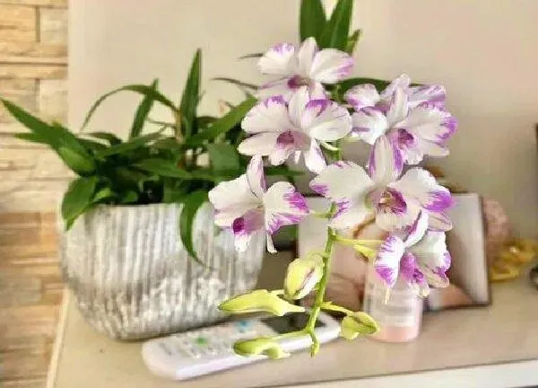 植物浇水|石斛兰换盆后多久浇水一次