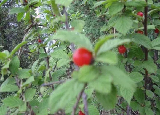 种植管理|大樱桃摘心打顶时间与方法