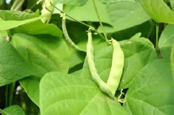 植物病害|芸豆黄叶病用什么药效果好 病因及防治方法