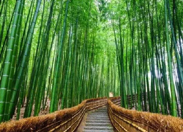 植物浇水|竹子几天浇一次水 春夏秋冬各不同