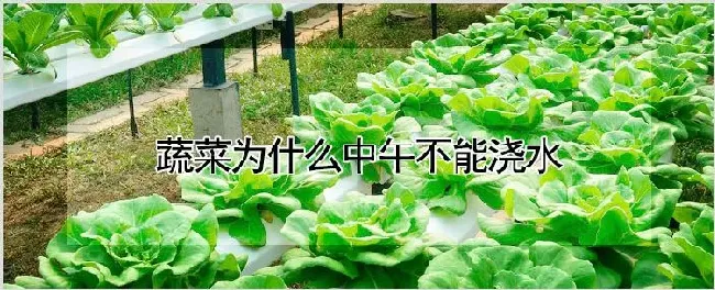 蔬菜为什么中午不能浇水 | 养殖技术