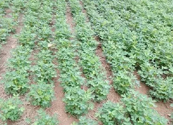 植物浇水|花生浇水的正确方法