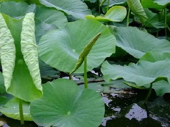 不开花|荷花为什么不开花 不开花原因及解决方法