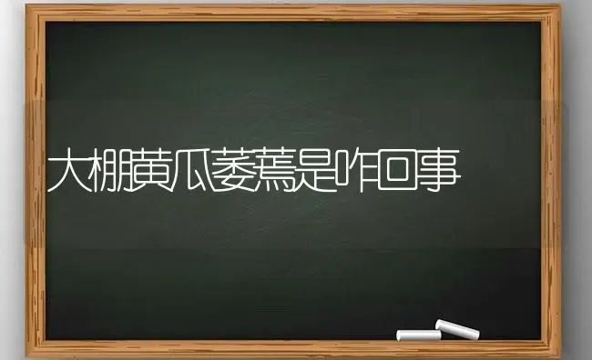 大棚黄瓜萎蔫是咋回事 | 蔬菜种植