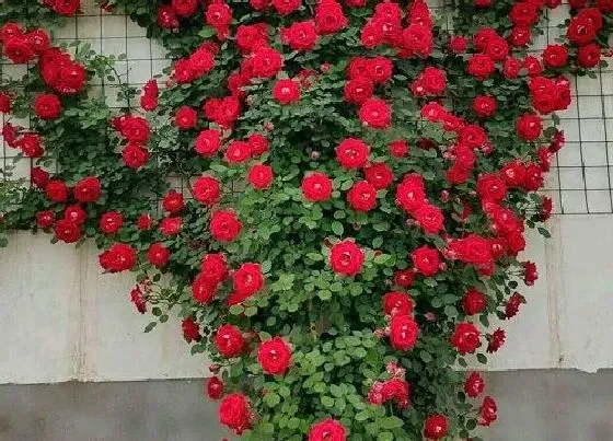 植物寓意|表示想念的花 花语是想念的花