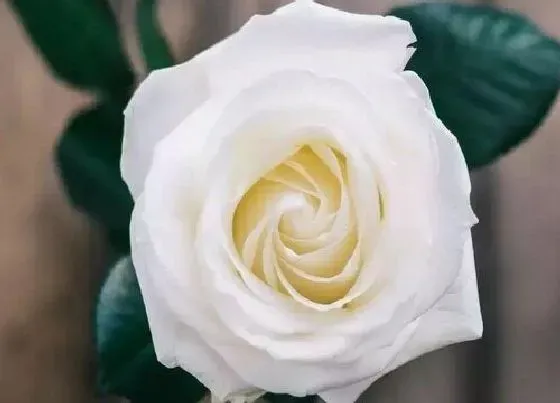 花语|白色玫瑰代表什么花语