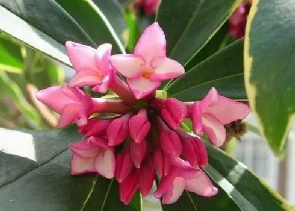 植物浇水|金边瑞香浇水要浇透吗 浇水浇多少合适