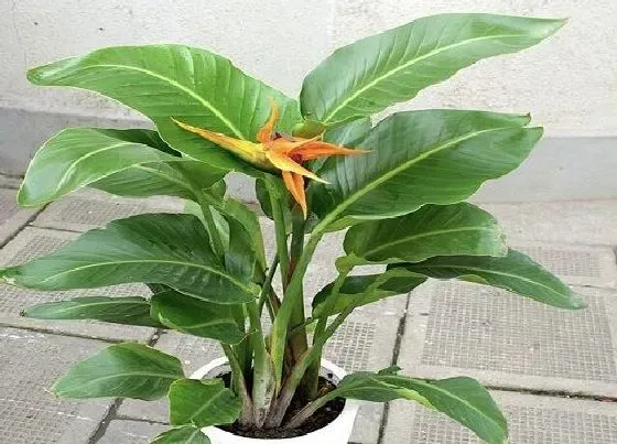 植物百科|天堂鸟开花吗 开花什么样子