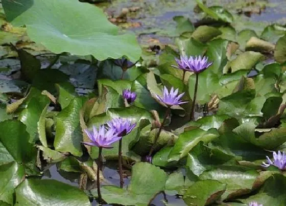 植物百科|睡莲要晒太阳吗