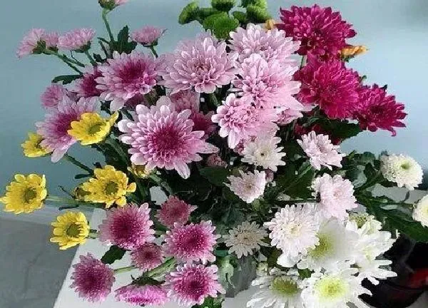 植物浇水|雏菊的几天浇一次水 春夏秋冬各不同