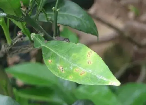 植物病害|橘子花叶病症状及防治方法