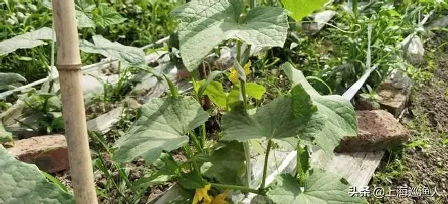 植物施肥|黄瓜用水溶肥有什么效果，大棚黄瓜水溶肥配方及方案）