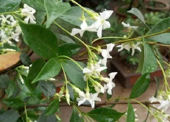 植物修剪|盘龙桂怎么修剪 修剪造型方法与技术