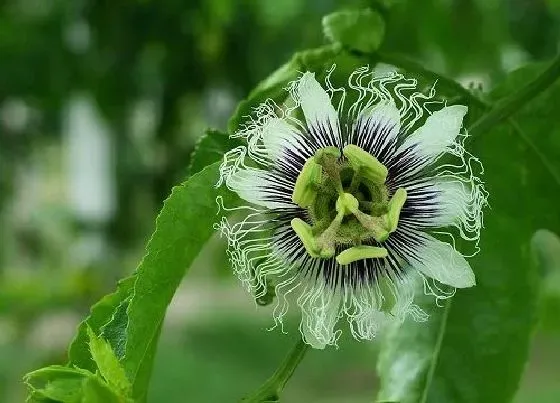 花朵诊疗|百香果怎么快速开花