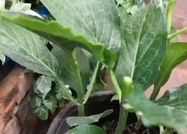 植物扦插|八仙花扦插时间和方法