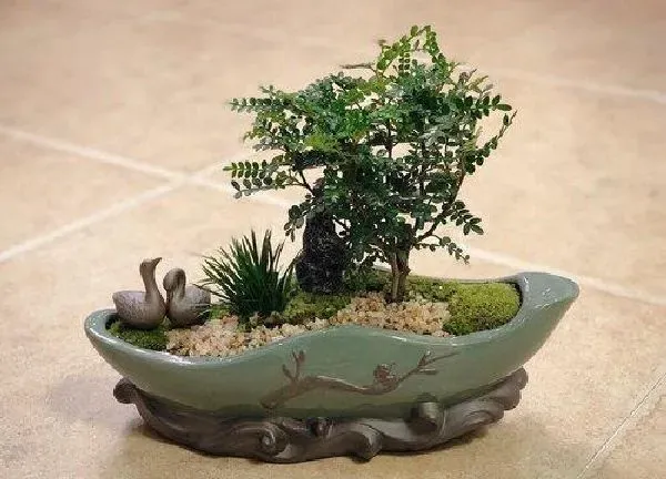养殖科普|胡椒木喜阳光吗