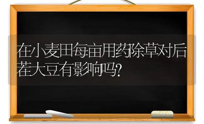 在小麦田每亩用药除草对后茬大豆有影响吗? | 粮油作物种植