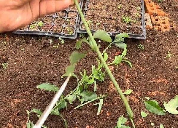 植物扦插|蓝雪花的扦插方法和时间 蓝雪花怎么插枝及养殖方法